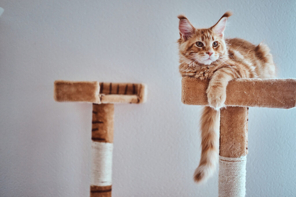 Adorable ginger maine coon kitten is relaxing on special cat's equipment