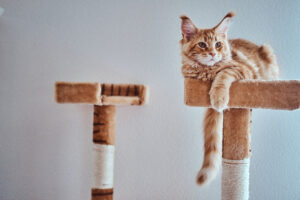 Adorable ginger maine coon kitten is relaxing on special cat's equipment