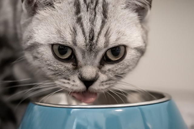 cat-4376782_640