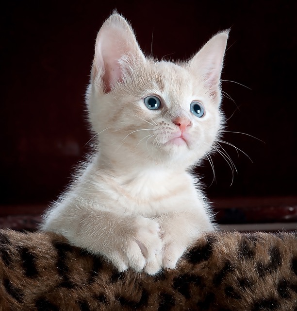 cat-551554_640
