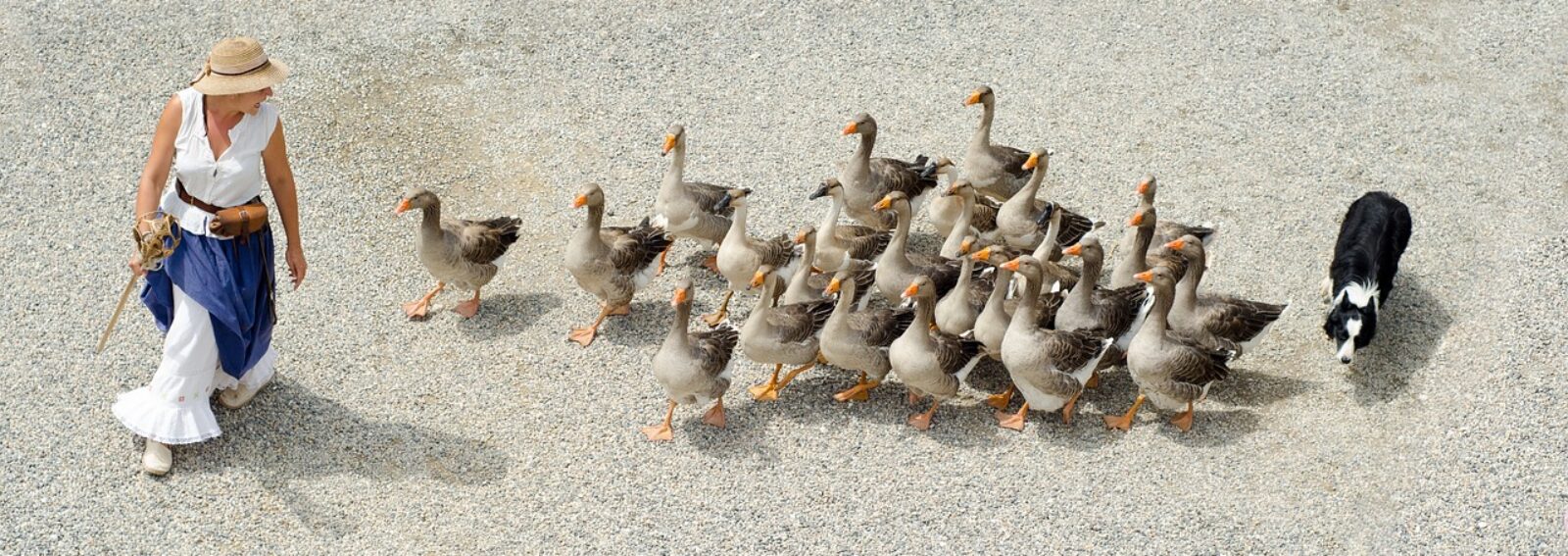 cropped-geese-908291_1280.jpg