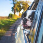 dog-1850465_1920