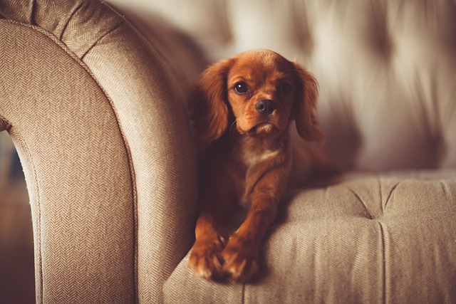 dog-1866530_640