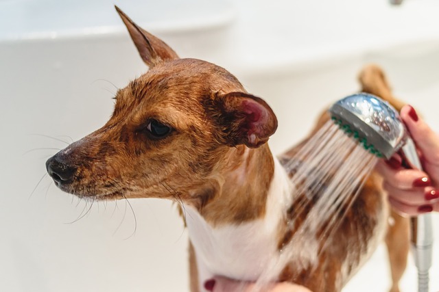 grooming-7099947_640