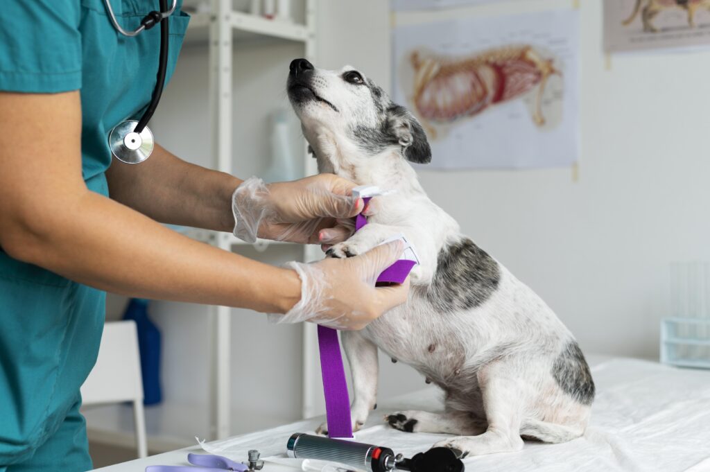close-up-veterinarian-taking-care-dog