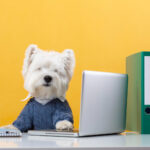 dog_company
