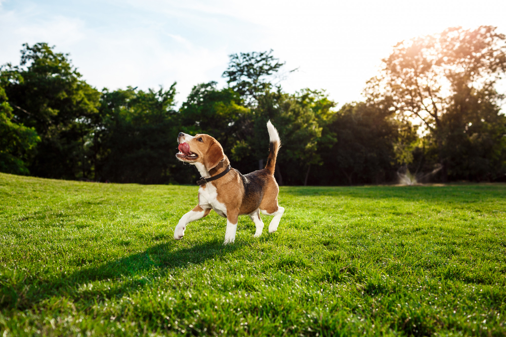 반려견 노화 연구 이미지