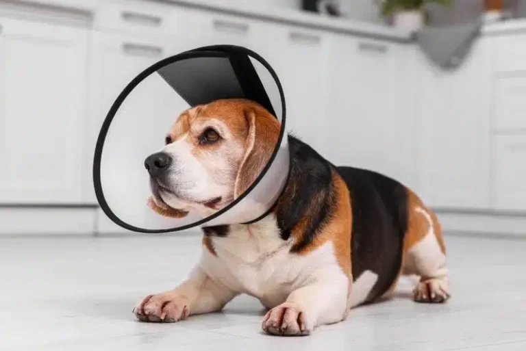 a-beagle-wearing-an-elizabeth-collar-at-home_New-Africa_Shutterstock.jpg