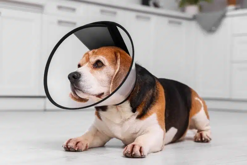 a-beagle-wearing-an-elizabeth-collar-at-home_New-Africa_Shutterstock.jpg