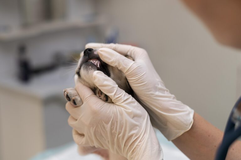 close-up-veterinarian-taking-care-dog