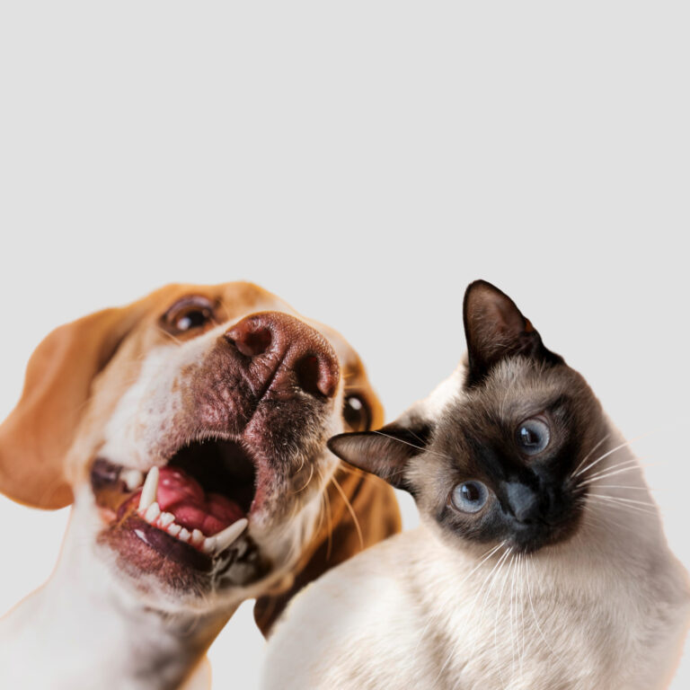cute-pet-collage-isolated