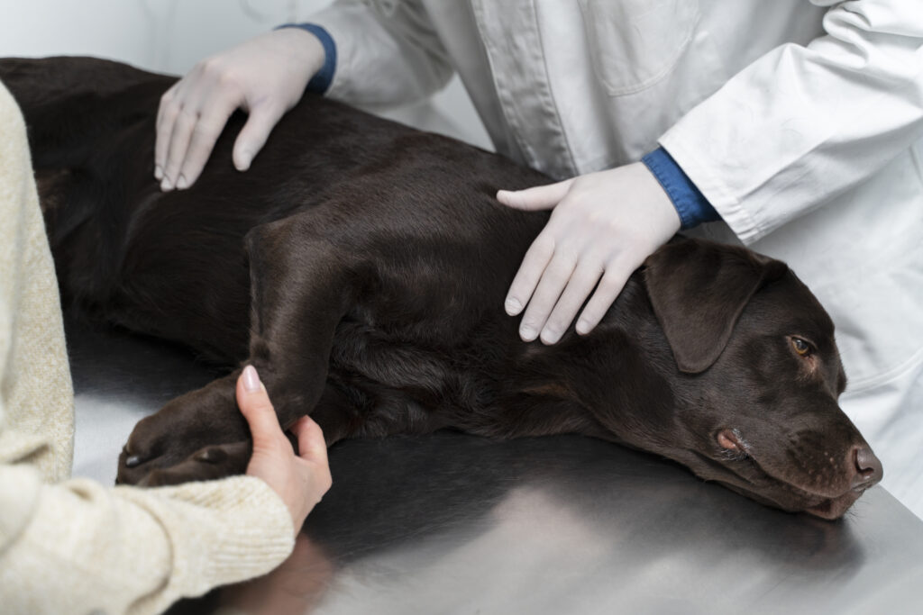 close-up-hands-touching-dog