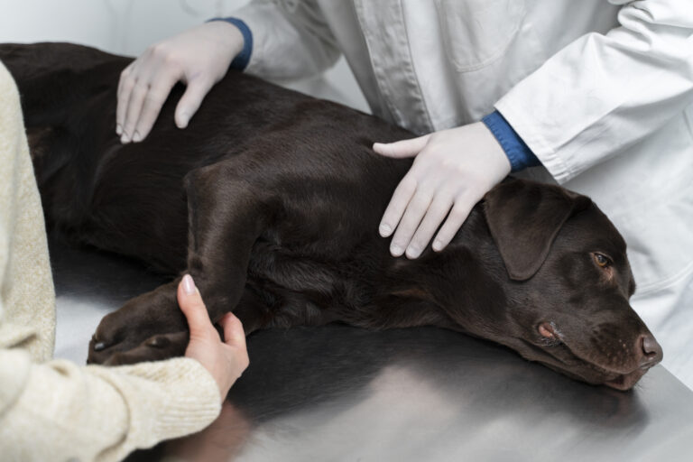 close-up-hands-touching-dog