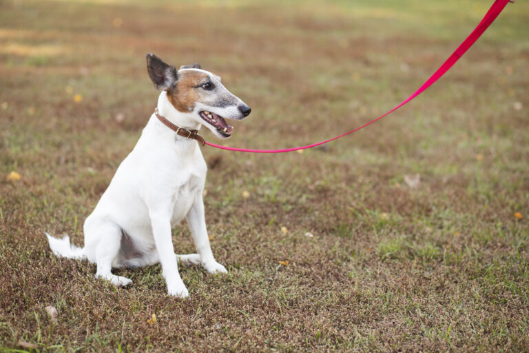 dog-sitting-park-with-leash