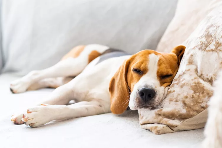 beagle-resting-on-couch-1273155871-2-2000-477ab1ff7b164b2a831e90497c51980e