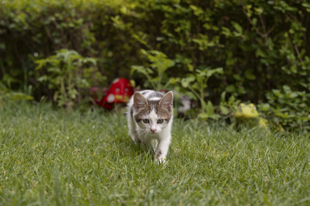 cute-cat-spending-time-outdoors