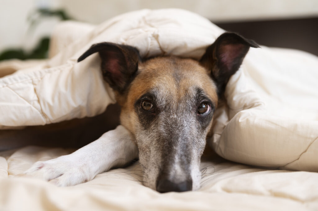 cute-greyhound-dog-laying-bed