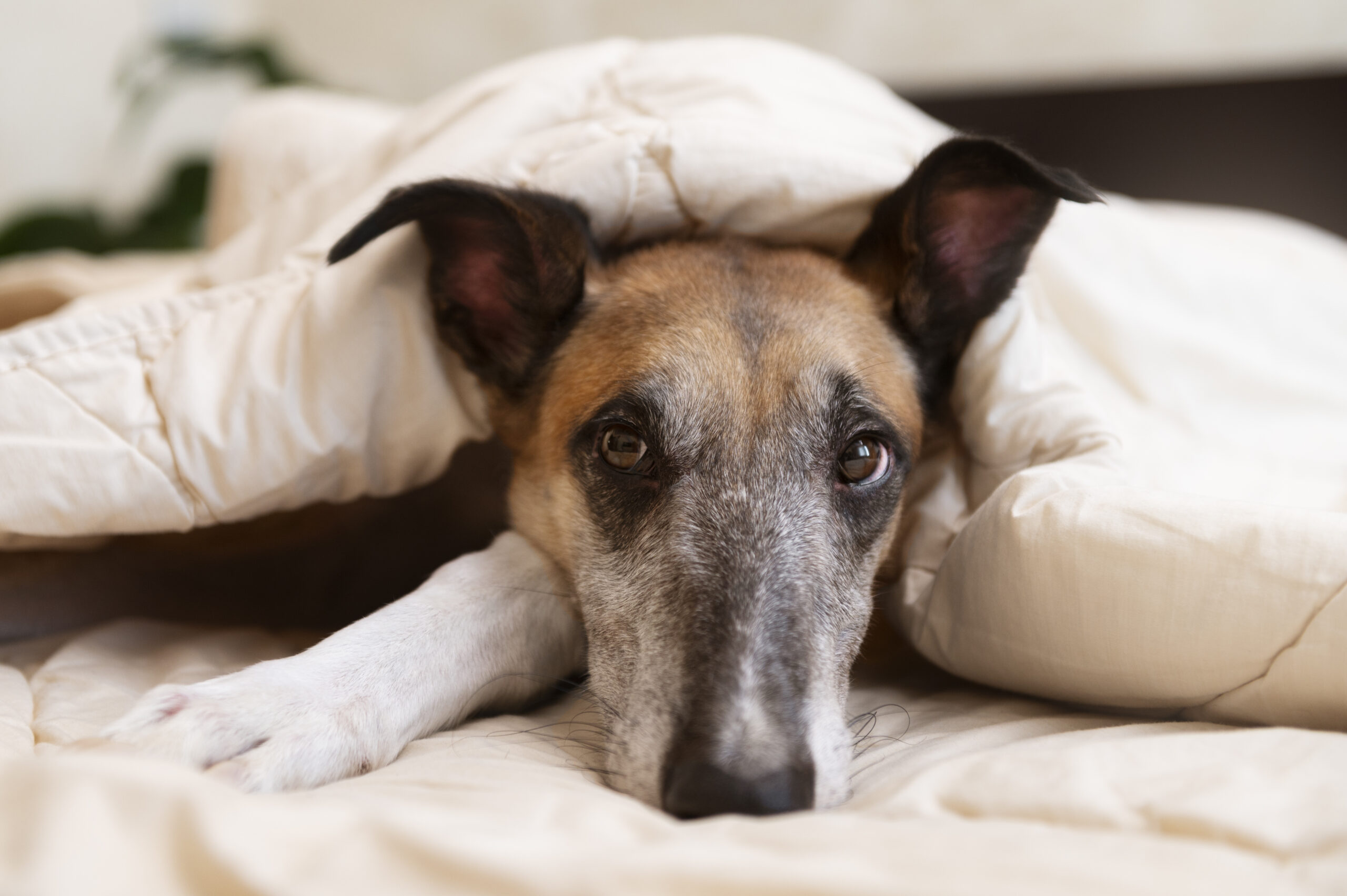 cute-greyhound-dog-laying-bed