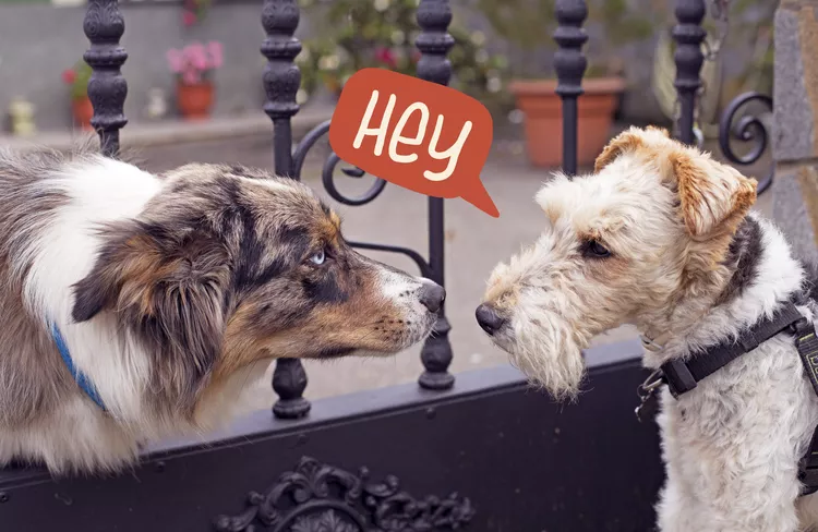 how-do-dogs-communicate-with-each-other-1103009684-ffc441dbf43e4410b8b9ade0e4777dc6
