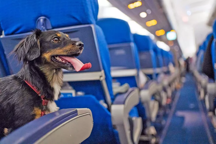 pet-passport-391366041--2000-2d0fc9e41a334594abfbeec552d552ad