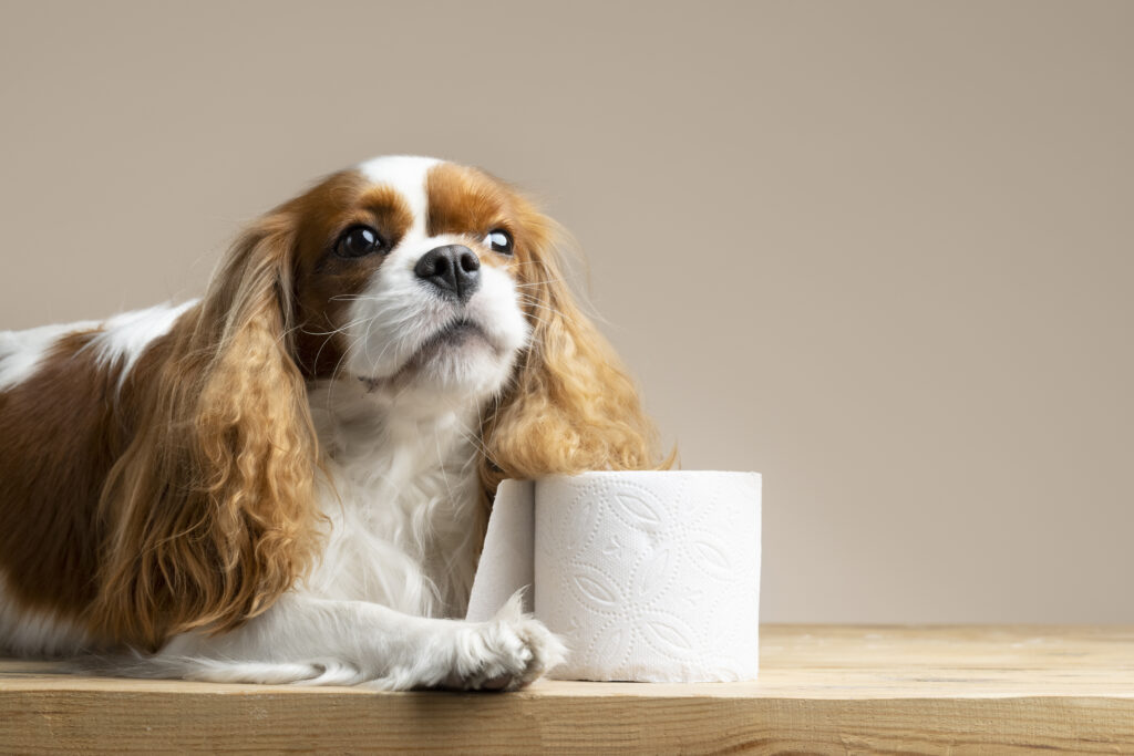 beautiful-pet-portrait-dog