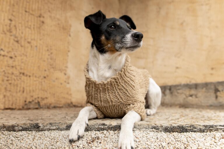 beautiful-jack-terrier-dog-pet-portrait