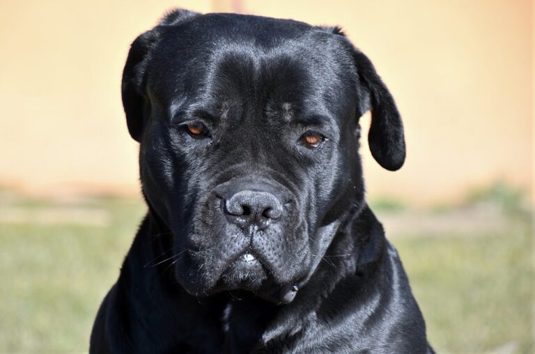 cane-corso-4015352_1280
