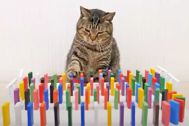 cats-watching-dominos-2000-18e59db31fa142839b7a677ddd36eb34