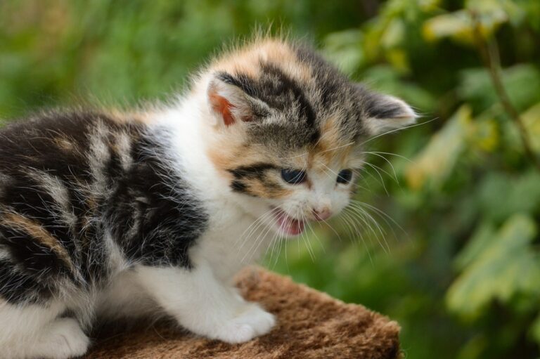 kitten-3831377_1280