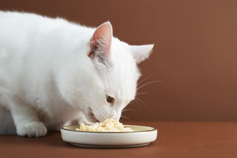 close-up-adorable-pet-eating