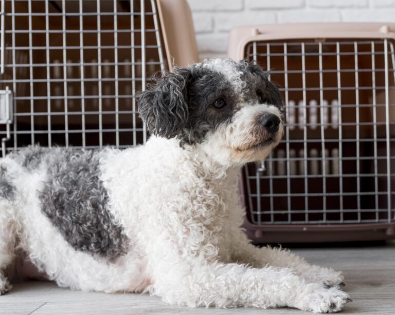 cute-dog-sitting-near-kennels