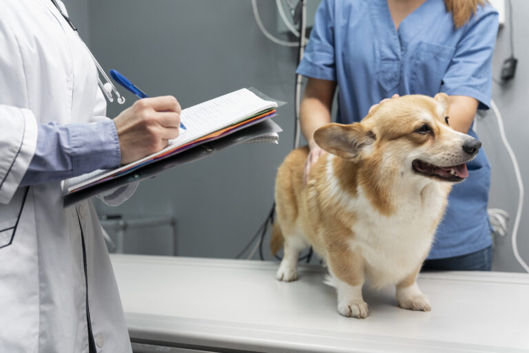 veterinarian-taking-care-pet-dog