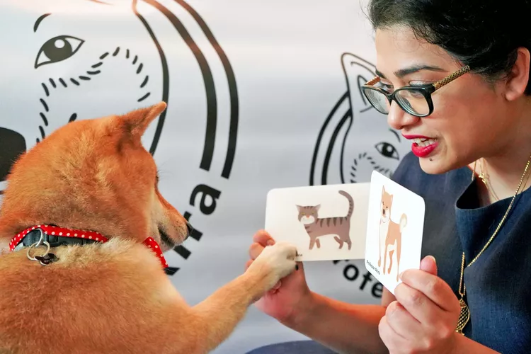 dog-and-flashcards-2000-cb2370140336420f8f3945fb2c72ad4f