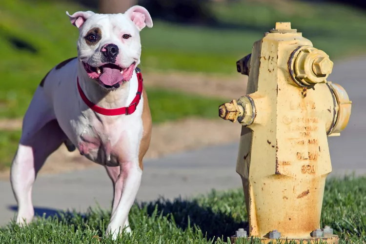 01-three-leg-dog-603730293-2000-51dc9e60471f47d8b1c91a6138b98289