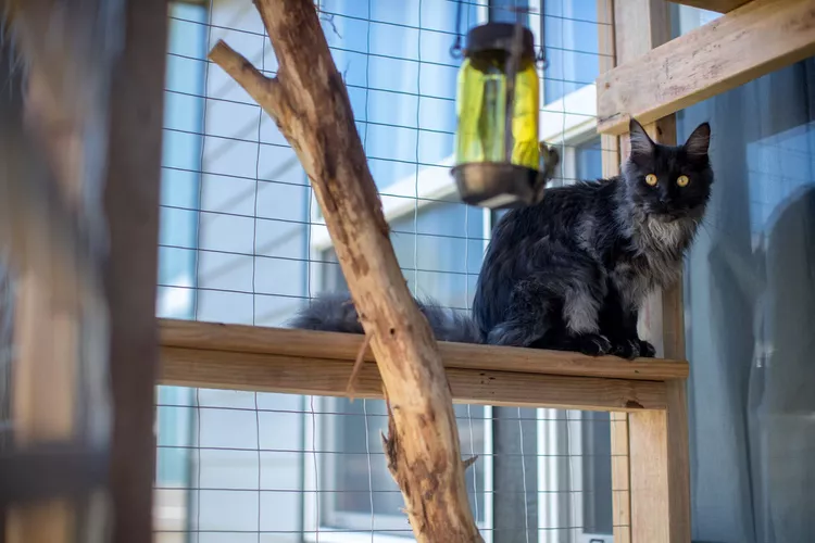 cat-in-catio-cattopia-2000-239a389f466945328a6cdd750da402d6