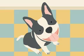 happy-dog-cb57f49492cd40e6bf0244b7c9bf57b1