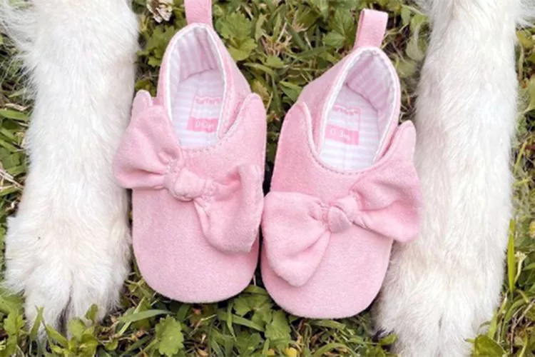include-dog-in-pregnancy-announcement-2000-cf4510662c5940cfbd1f55e45d3c4190