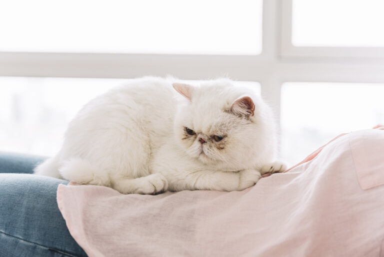 lovely-pets-composition-with-sleepy-white-cat