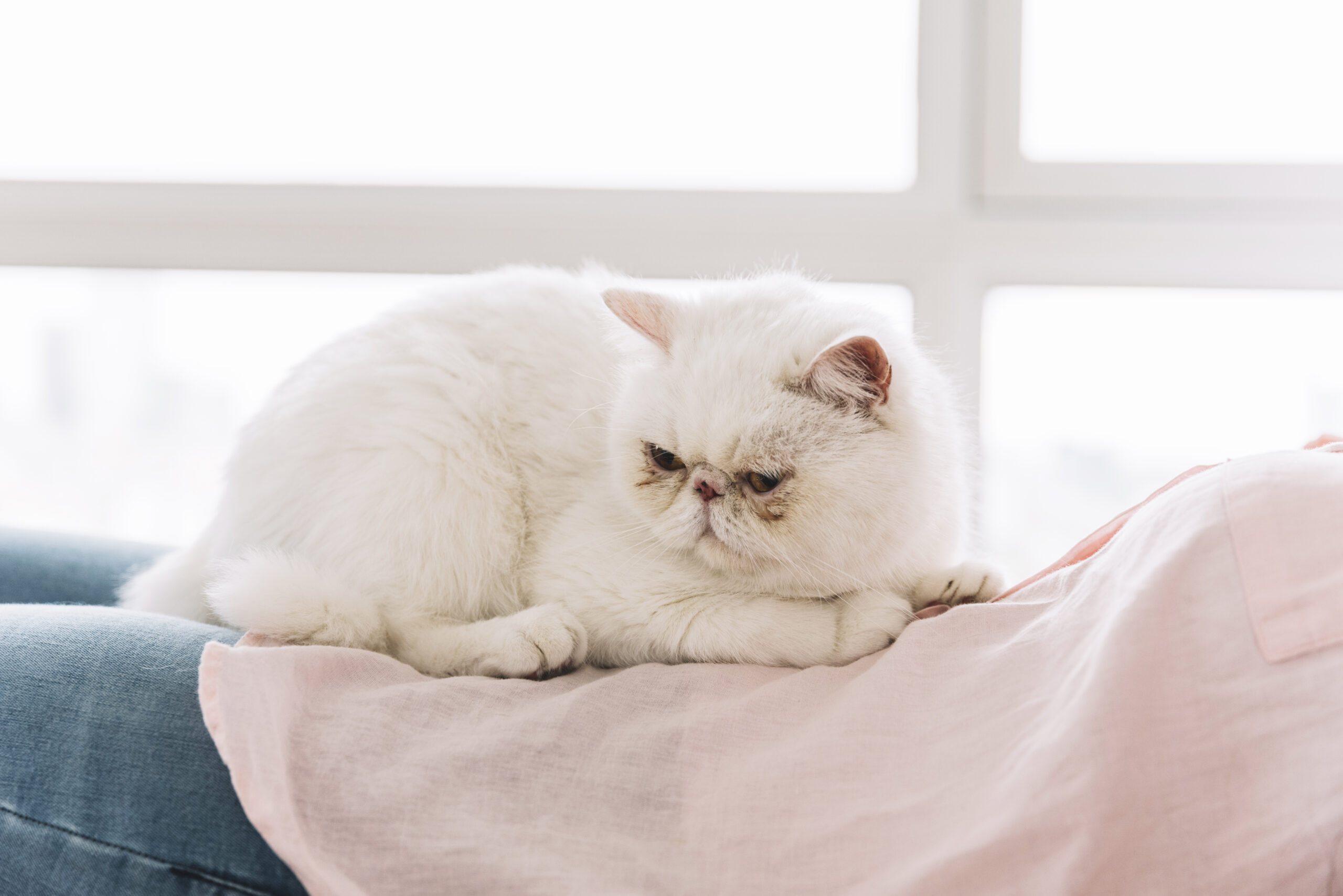 lovely-pets-composition-with-sleepy-white-cat