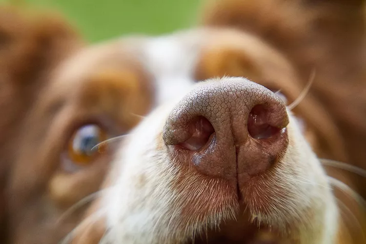 why-do-dogs-sniff-your-crotch-and-rear-end-dpddm-BP5004-2000-5e3ec7ca8a224560ac528b8e4e89c3a3