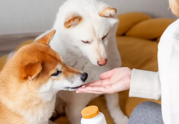 daily-paws-do-dogs-need-vitamin-c-23d7d059355c443fb82f6025a3d05ed3