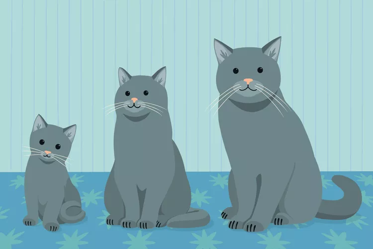 when-do-kittens-stop-growing-2000-7a6ccff182c04e3580225ee412644bc2