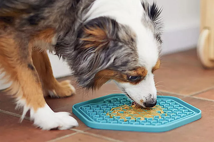 dog-lick-mat-2000-4504cfb1dd4d4e79965f33ac0c69284b