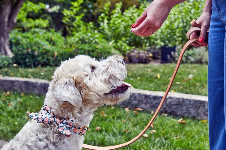 basic-cues-for-training-your-dog-dpddm-JD948-2000-99c55c6a136942aa853eb375ae661902