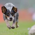 canine-athlete-2000-cc8741c5a8df40beb934d004d8428c74