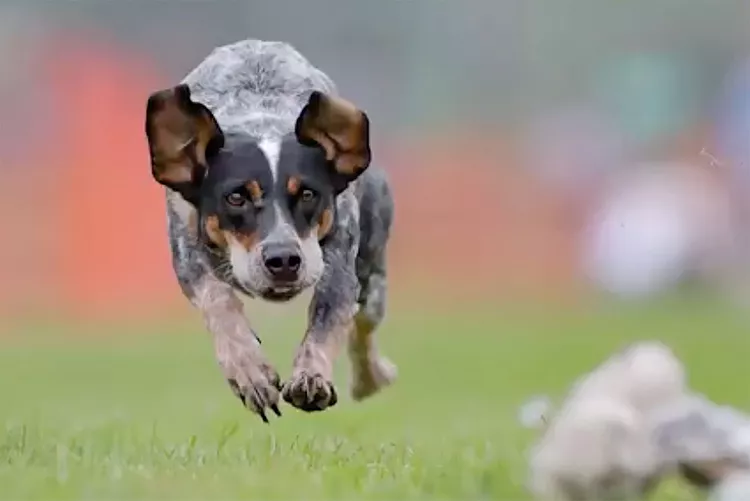 canine-athlete-2000-cc8741c5a8df40beb934d004d8428c74