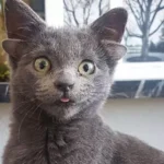 cat-with-four-ears-2000-f462fa4927514795903351ab0b0bee0b