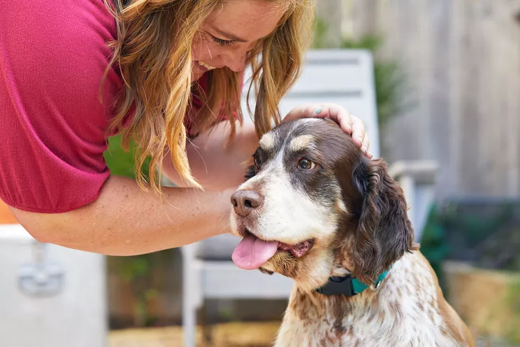 how-to-potty-train-an-older-dog-dpddmpd-BP5743-2000-40314fb3803942aeafa2bcb856020457