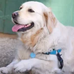 dog-with-tag-2000-7603fdcaf1ff4fa2a891cb450b4a0d44