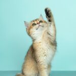 그릇에 담긴 사료를 먹는 고양이